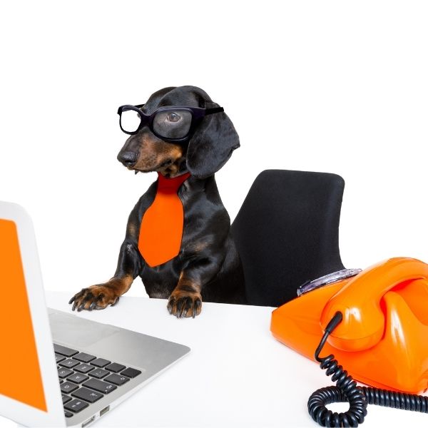 Picture of a dashund in glasses sat in a chair at a laptop