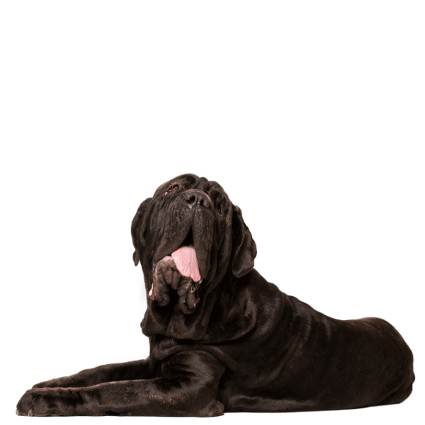 Picture of a black dog led down with his tongue out