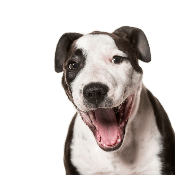 Picture of a smiling black and white dog