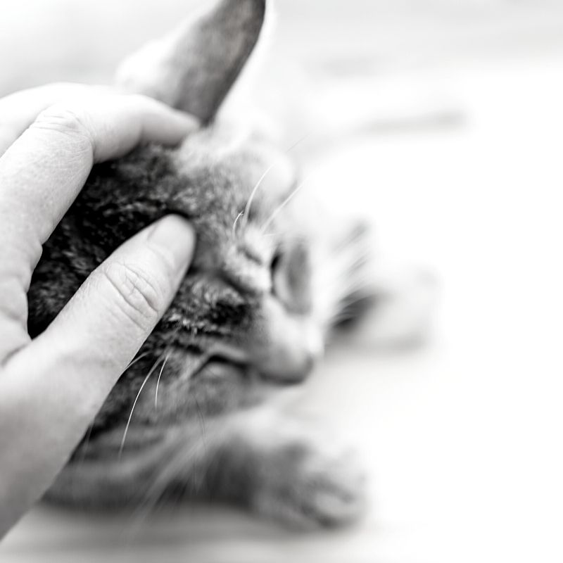 Blurred black and white picture of a cat being stroked