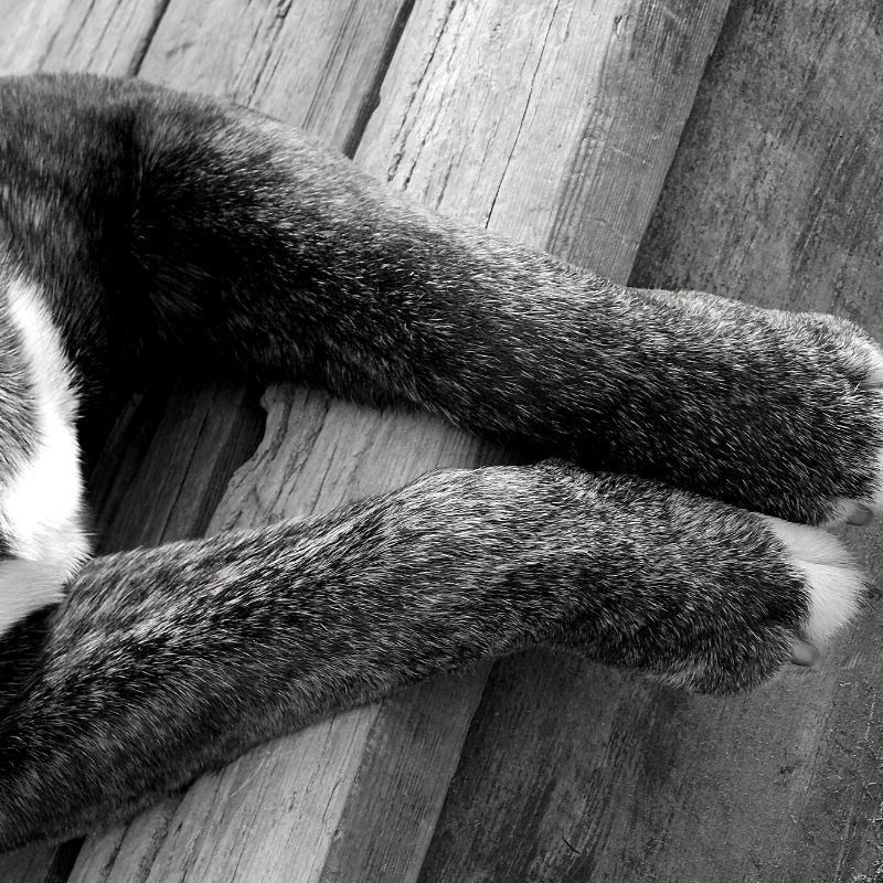 Black and white picture of a dogs front legs