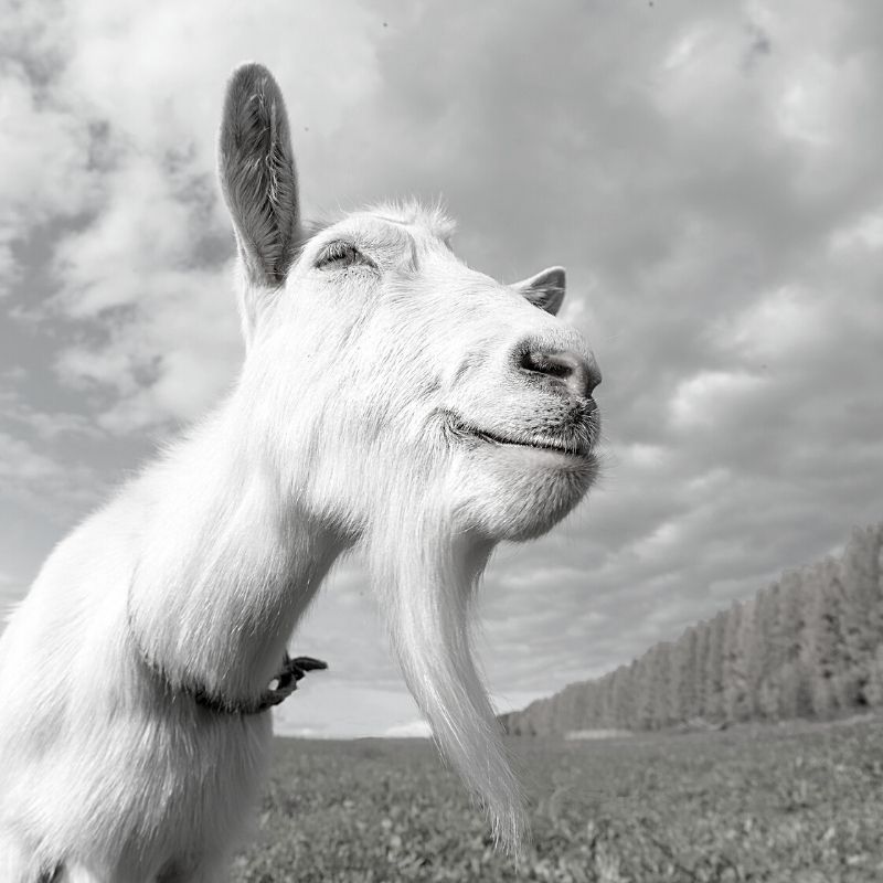 Blck and white picture of a white billy goat