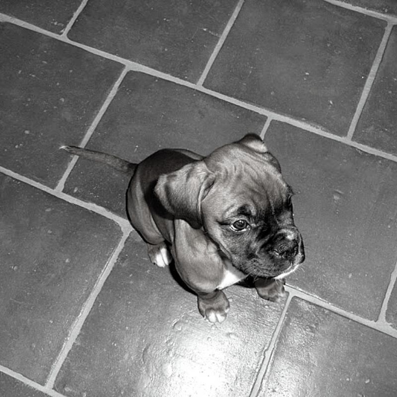 Black and white picture of a puppy sat on a tiled floor