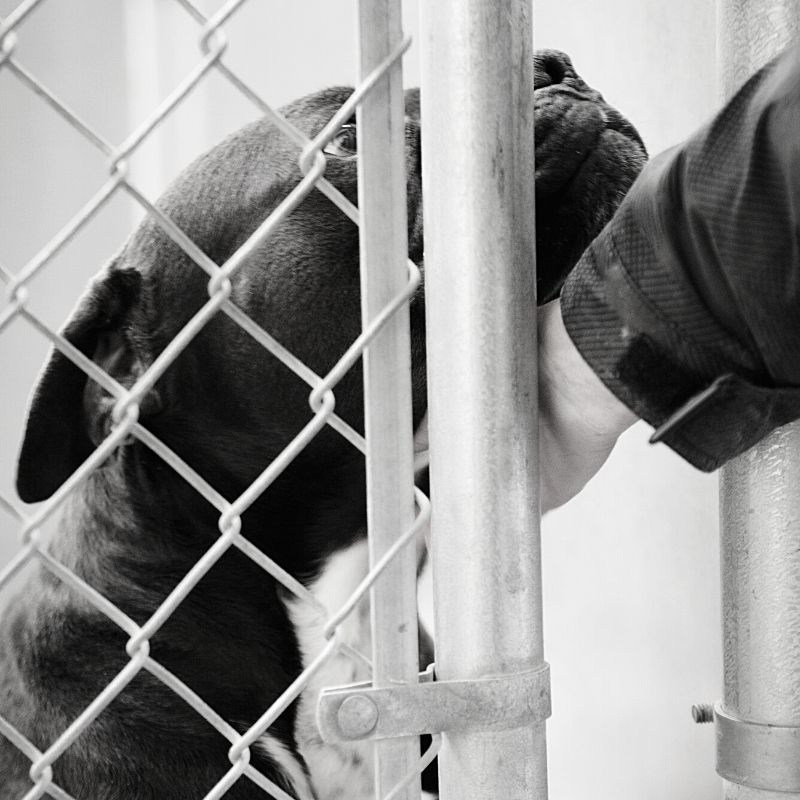 Black and white picture of a dog being stroked through a gate