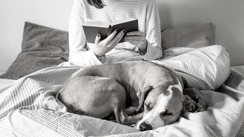 Black and white picture of a dog curled up on a bed with a lady reading a book