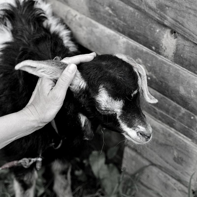 Black and white picture of a goat being stroked by its ear