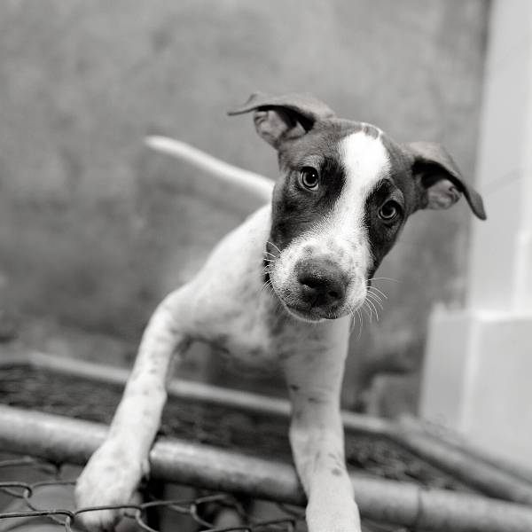 Black and white picture of a dog in a kennel saying hello