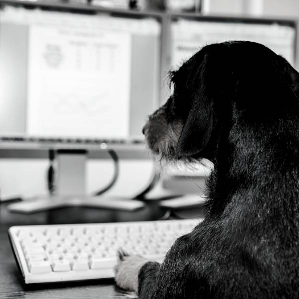 Black and white picture of a dog sat at a computer screen
