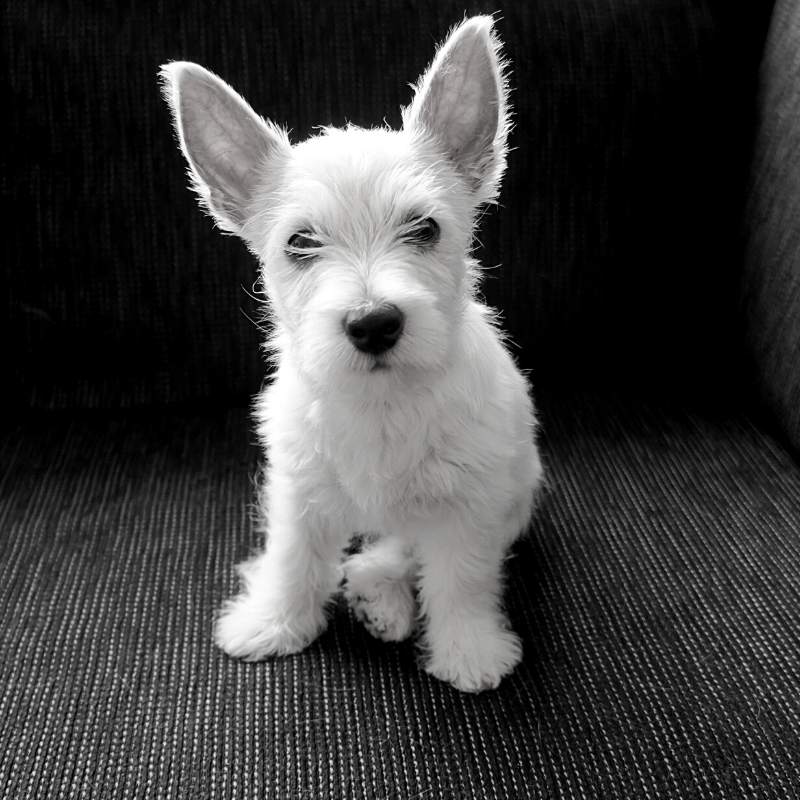 Black and white picture of a white westie puppy