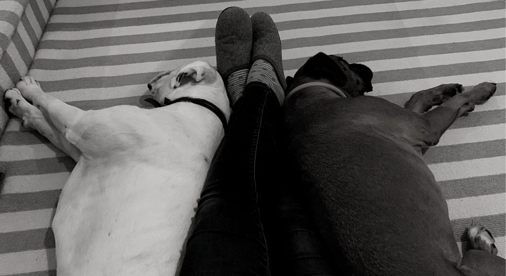 picture of a person sitting not he floor with legs stretched out ahead, there is a white boxer dog one side of her and a brown boxer dog the other side, showing how calm, happy and relaxed dogs can be