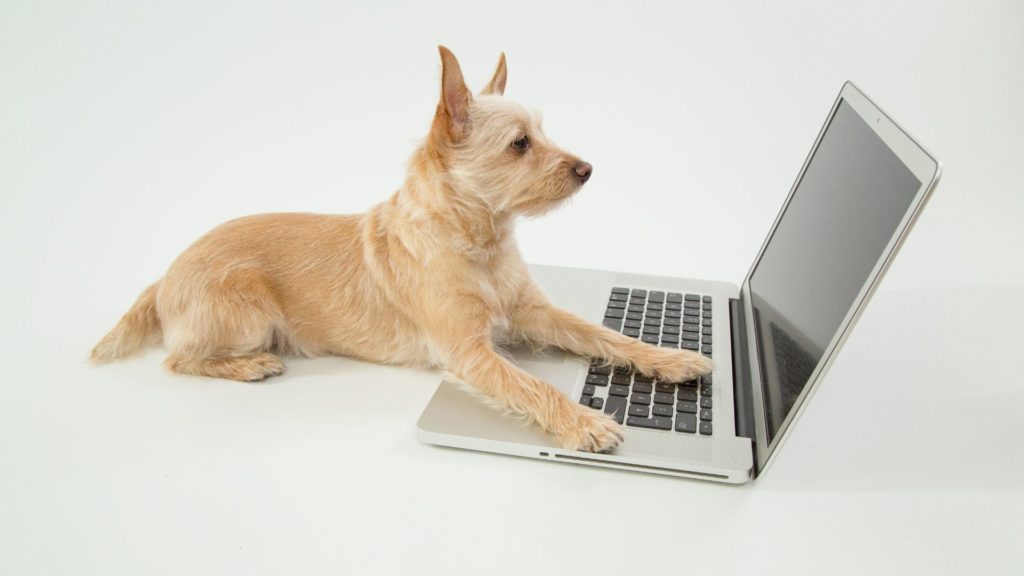 Image of a beautiful rescue terrier type with his paws on a laptop